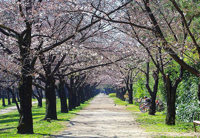 堺市西区 浜寺公園 浜寺プール